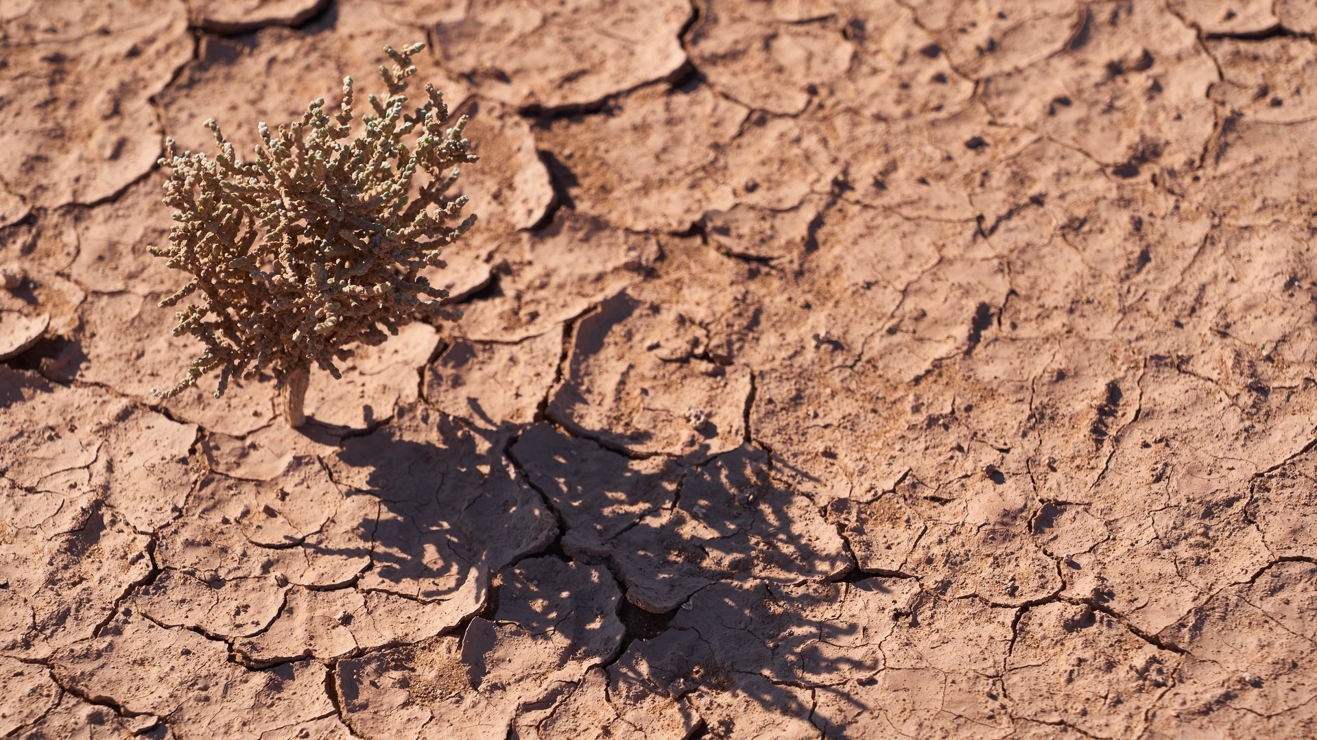 اصلاح خاک های شور